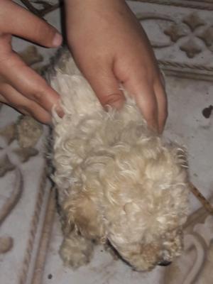 VENDO CANICHES TOY