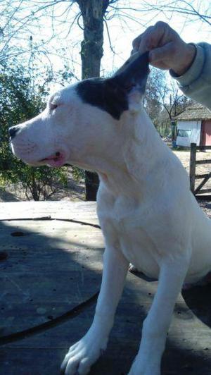 CACHORRO DOGO ARGENTINO 7 MESES