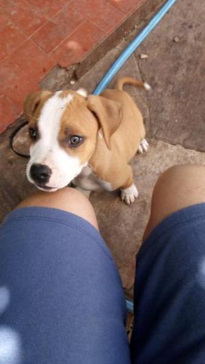 Cachorrito pitbull macho