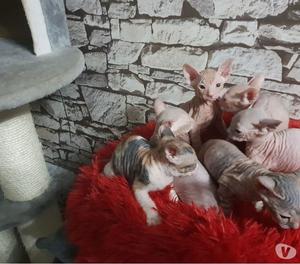 Cuatro hermosos gatitos Sphynx disponibles