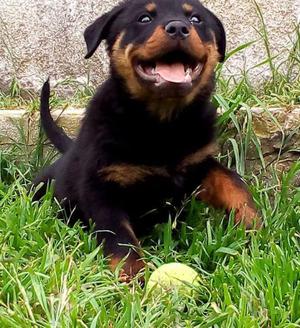 Excelentes cachorros Rottweiler