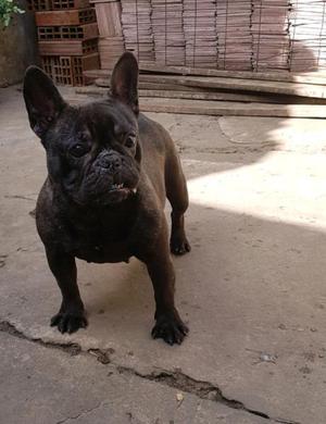 Hembra Bulldog Frances con papeles