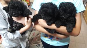 Hermosos mini toy negros Machos