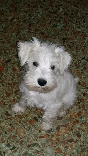 Schnauzer miniatura blanca