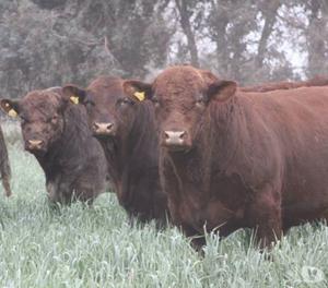 VENDO EXCELENTES CAMPOS GANADEROS EN CORRIENTES