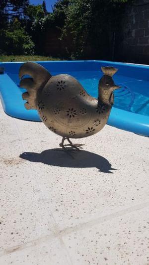 Vendo gallo para previa