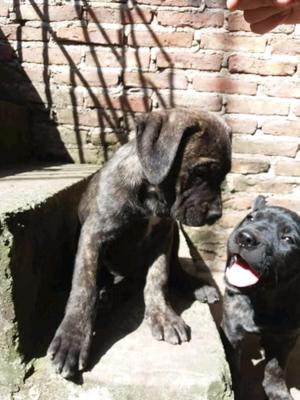 Cachorros Cane Corso