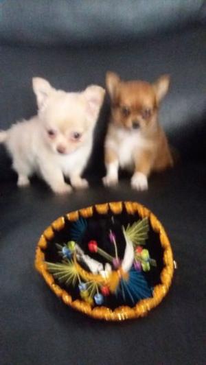 Chihuahuas de wana minis