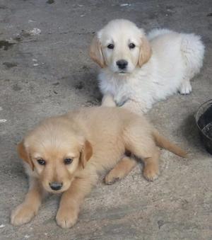 Golden retriver hembras