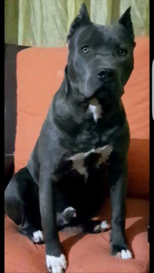 Pitbull blue Cachorro