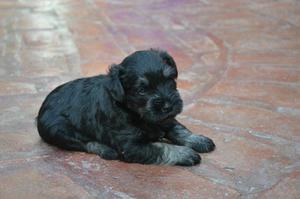 Schnauzer mini macho y hembras