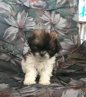 Shih tzu hembra