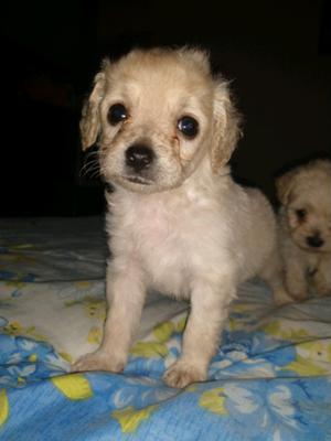 Vendo caniche machito mini toy