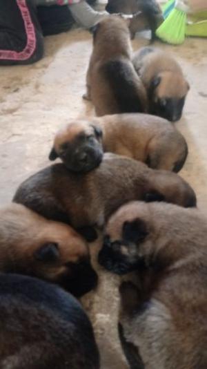 Venta cachorro ovejero belga malinois