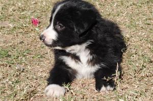 border collie hembras blanco y negro