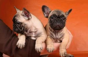 Bulldog Francés cachorros