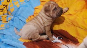 Cachorra Sharpei Bella