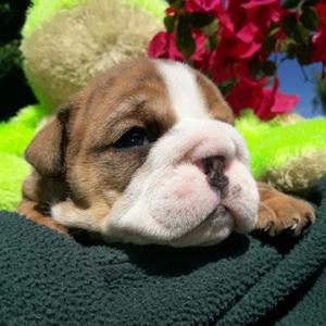 Cachorros bulldog ingles