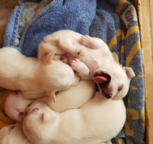 Cachorros chihuahuas de 2 meses desparacitados y vacunados