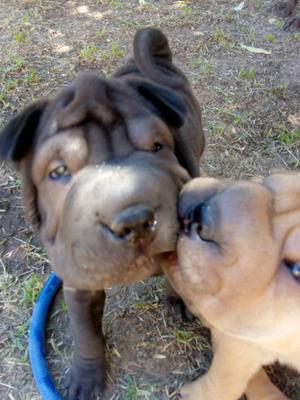 Cachorros sharpei hermoso