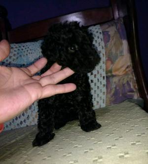 Caniche micro toy negra hembra