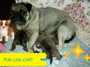 Carlinos con chip!!!