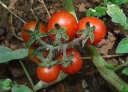 Plantines de Tomate Cherry - Organicos !!