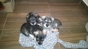 cachorros mini schnauzer