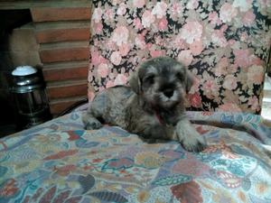 Cachorro de Schnauzer Mini 90 días