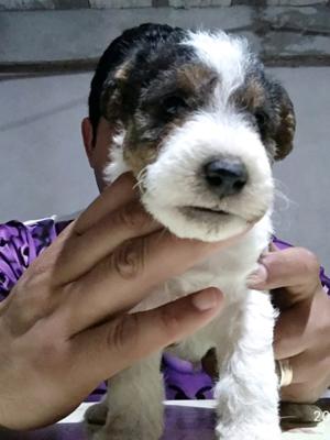 Fox terrier pelo duro