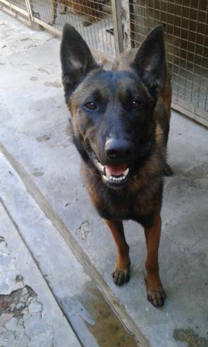 Ovejero belga malinois en merlo