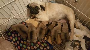 PUG CARLINOS, CAMADA