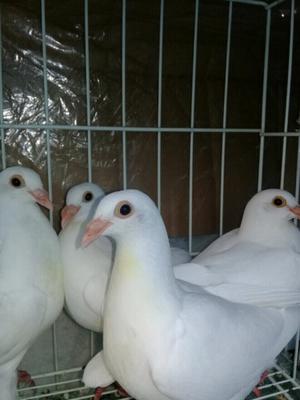 Palomas blancas en Avellaneda