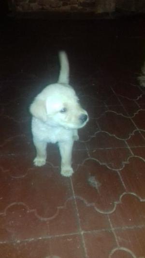 Vendo labradores dorados