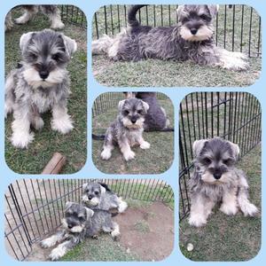 schnauzer mini cachorros con pedigree FCA