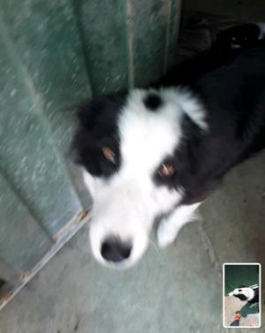 Artemis Border Collie Reserva con 4miñ