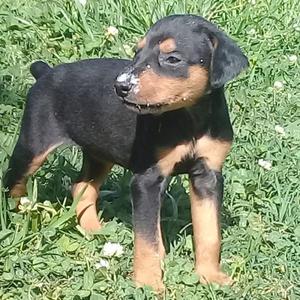 CACHORROS DOBERMAN EXCELENTES