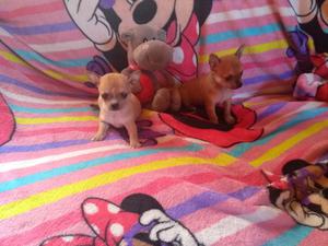 CHIHUAHUAS MINI DE BOLSILLO