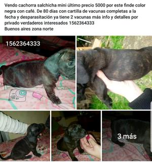 Cachorra salchicha de lujo