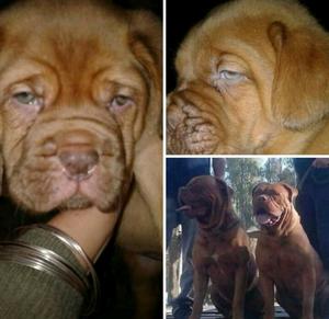 Dogo de Burdeos
