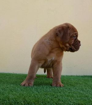 Excelentes dogos de burdeos DISPONIBLES.. sangre de