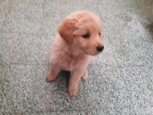 Golden Retriever Hembra