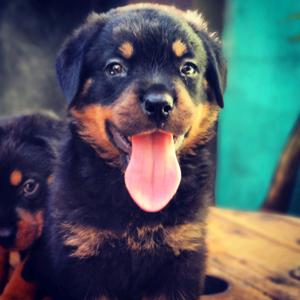 Rottweiler cachorros Premium