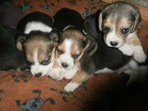 Vendo cachorro Beagle tricolor