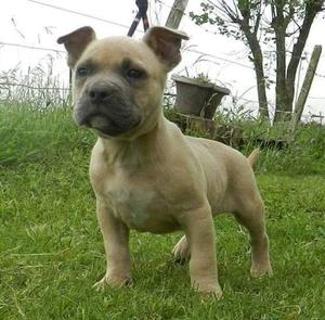 American bully 