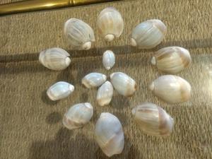 Divinos para decorar!!!