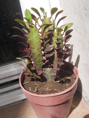 Euphorbia tirucalli rubra maceta 12