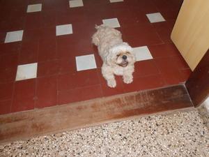 SHIH TZU PARA SERICIO