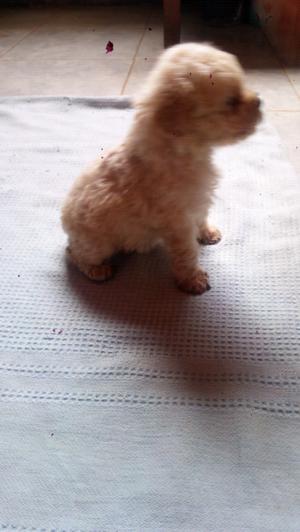 Cachorro caniche mini toy apricot