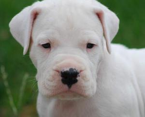 Cachorros Dogo Argentino